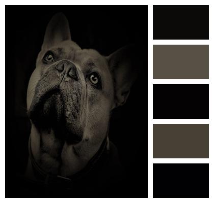 French Bulldog Dog Portrait Image